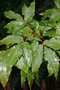 vignette Acer cissifolium