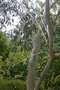 vignette Eucalyptus pauciflora ssp. debeuzevillei