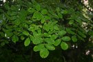 vignette Fraxinus ornus var. rotundifolia