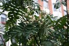 vignette Sorbus hupehensis var. aperta