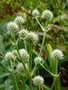 vignette Eryngium yuccifolium