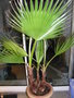 vignette palmier washingtonia robusta