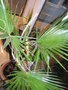 vignette palmier washingtonia robusta 2