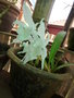 vignette orchide 1 floraison maison