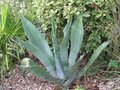 vignette Agave mapisaga