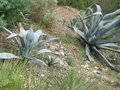 vignette agave franzosini et americana