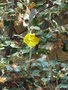 vignette Fremontodendron californicum
