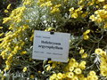 vignette Helichrysum argyrophyllum