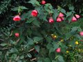 vignette Abutilon ashford red toujours très fleuri au 25 09 10