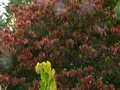 vignette Cornus florida rainbow au feuillage prautomnal au 27 09 10