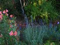 vignette Salvia jamensis et alstroemères au 28 09 10