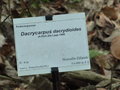 vignette Dacrycarpus dacrydioides