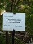vignette Tieghemopanax sambucifolia f. angustifolius  = Polyscias sambucifolia var. angustifolius