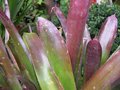 vignette Billbergia 'Frau Pia Roesslein' (nutans X amoena 'Rubra)