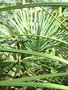 vignette trachycarpus sp.  identifier