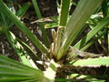 vignette trachycarpus sp.  identifier : dtail de la lance