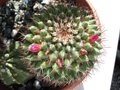 vignette Mammillaria spinosissima 'un pico' fleurs