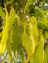 vignette phoradendron sp (viscaceae)