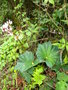 vignette Begonia sp