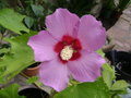 vignette Hibiscus lilac Queen