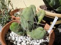 vignette Trichocereus bridgesii monstruosus