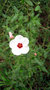 vignette Malvaceae - Hibiscus ?