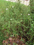 vignette Malvaceae - Hibiscus ?bui