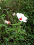 vignette Malvaceae - Hibiscus ?
