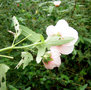 vignette Malvaceae - Hibiscus ?Buis