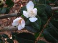 vignette Myrtus luma apiculata au 29 09 10