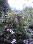 vignette citrus sinenis variegata