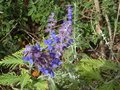 vignette Perovskia atriplicifolia blue spire autre vue au 30 09 10