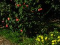 vignette Grindelia chiloensis et abutilon ashford red au 02 10 10