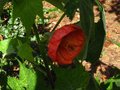 vignette Abutilon thompsonii aux grandes fleurs et feuilles au 02 10 10