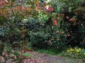 vignette Scene de dbut d'automne avec Acer palmatum osakasuki et abutilon ashford red au 03 10 10