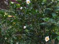 vignette Camellia sasanqua Narumigata premires fleurs au 03 10 10