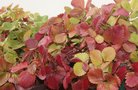 vignette fraisier, couleur d'automne