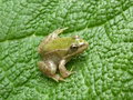 vignette Petite grenouille sur Gunnera