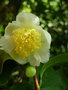 vignette Camellia sinensis - Thier