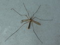 vignette Tipula oleracea - Adulte mâle Tipule ou Cousin