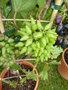 vignette Vitis vinifera 'Phillip' - Vigne' Philipp' raisin