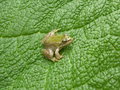 vignette Petite grenouille sur Gunnera