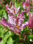 vignette Tricyrtis formosana - Lis des crapauds de Formose