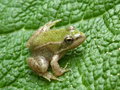 vignette Petite grenouille sur Gunnera