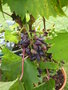 vignette Vitis vinifera 'Phillip' - Vigne' Philipp' raisin