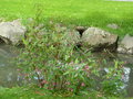 vignette Impatiens roylei = Impatiens glandulifera - Impatiens royale