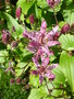 vignette Tricyrtis formosana - Lis des crapauds de Formose