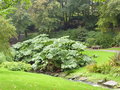 vignette Gunnera manicata - Rhubarbe gante du Brsil