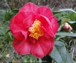 vignette Camlia ' SMELLIE NELLIE ' camellia japonica