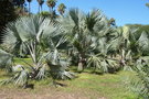 vignette palmier Bismarckia nobilis